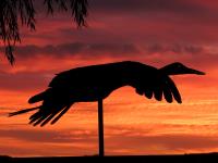 Sandhill Crane�